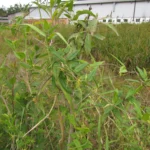 Oxypetalum wightianum (16)