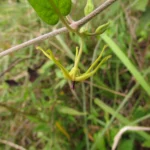 Oxypetalum wightianum (13)