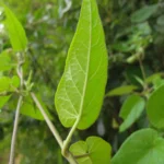 Oxypetalum wightianum (6)