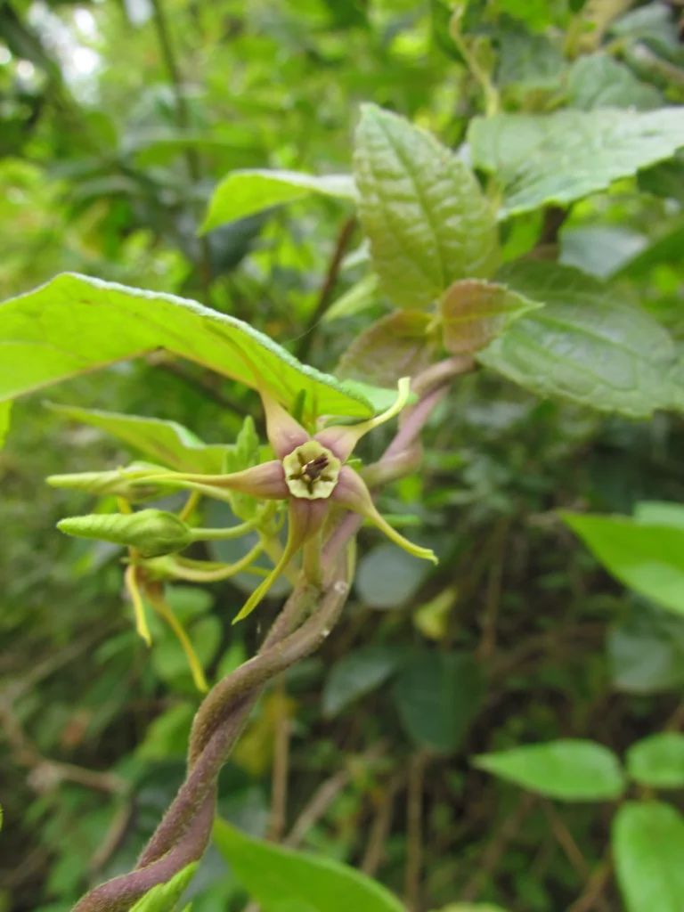 Oxypetalum wightianum (4)