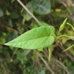 Oxypetalum wightianum (5)