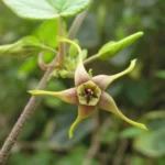 Oxypetalum wightianum (2)