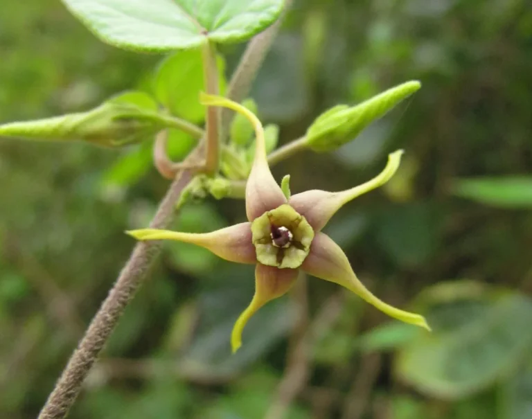 Oxypetalum wightianum (2)