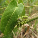 Oxypetalum tubatum (23)