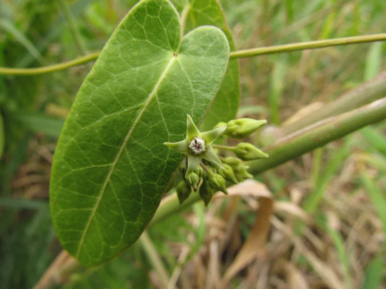 Oxypetalum tubatum (23)