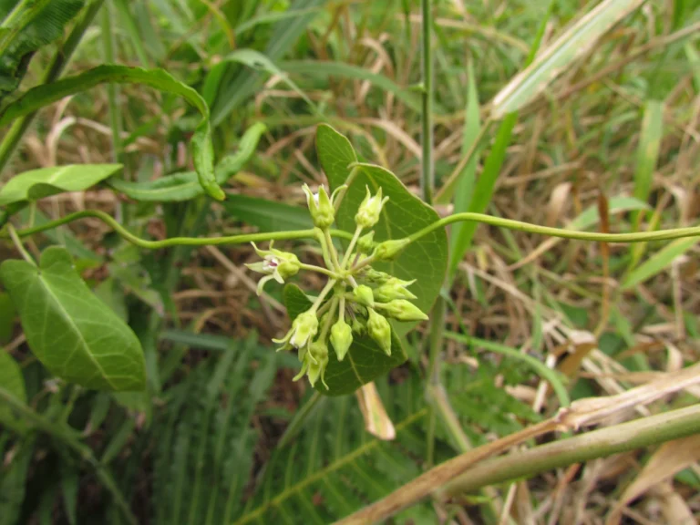 Oxypetalum tubatum (21)