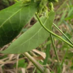 Oxypetalum tubatum (19)
