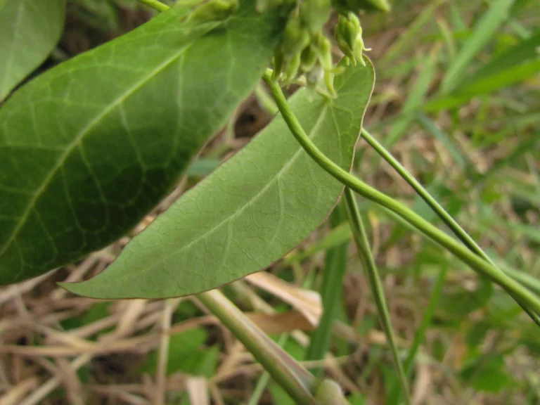 Oxypetalum tubatum (19)