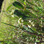 Oxypetalum tubatum (12)