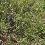 Oxypetalum tubatum (9)
