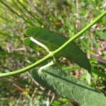 Oxypetalum tubatum (7)