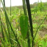 Oxypetalum tubatum (4)