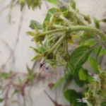 Oxypetalum tomentosum (19)