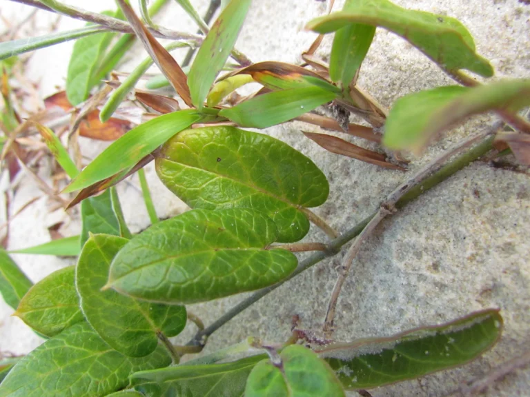 Oxypetalum tomentosum (17)