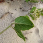 Oxypetalum tomentosum (18)