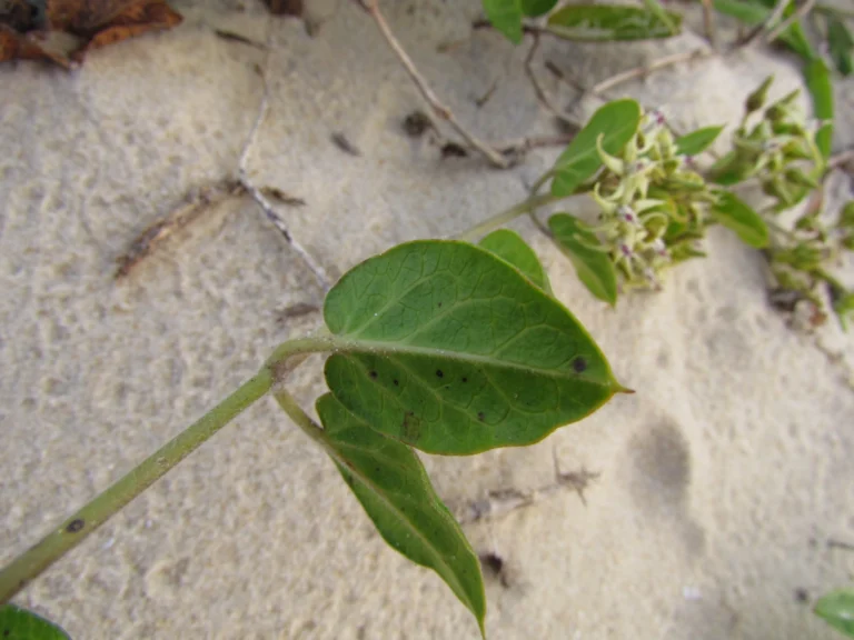 Oxypetalum tomentosum (18)
