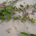 Oxypetalum tomentosum (14)