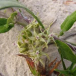 Oxypetalum tomentosum (9)