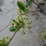 Oxypetalum tomentosum (6)