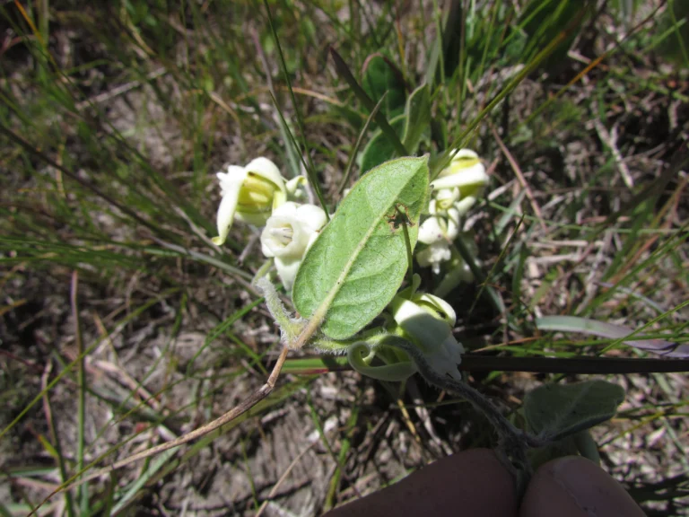 Oxypetalum sublanatum (14)