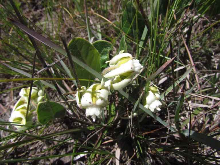 Oxypetalum sublanatum (10)