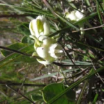 Oxypetalum sublanatum (11)