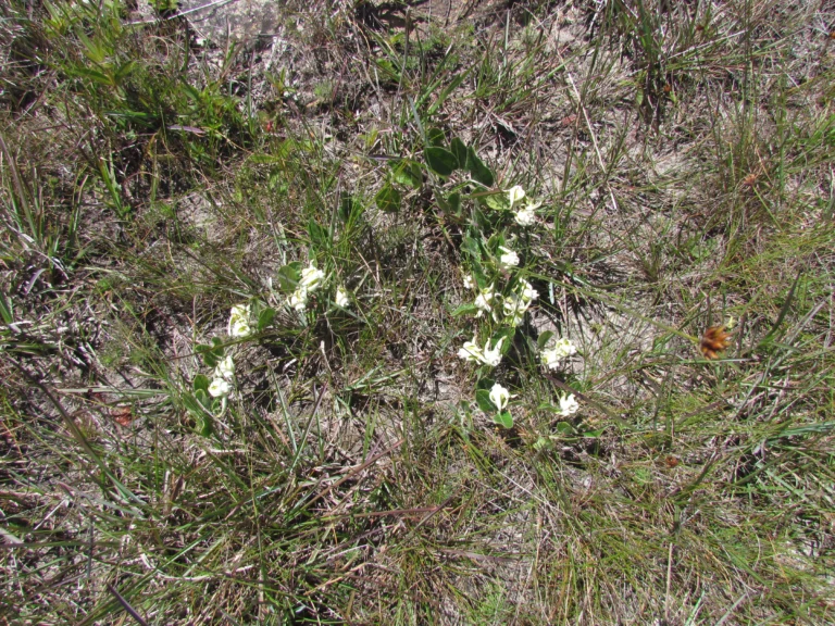 Oxypetalum sublanatum (9)