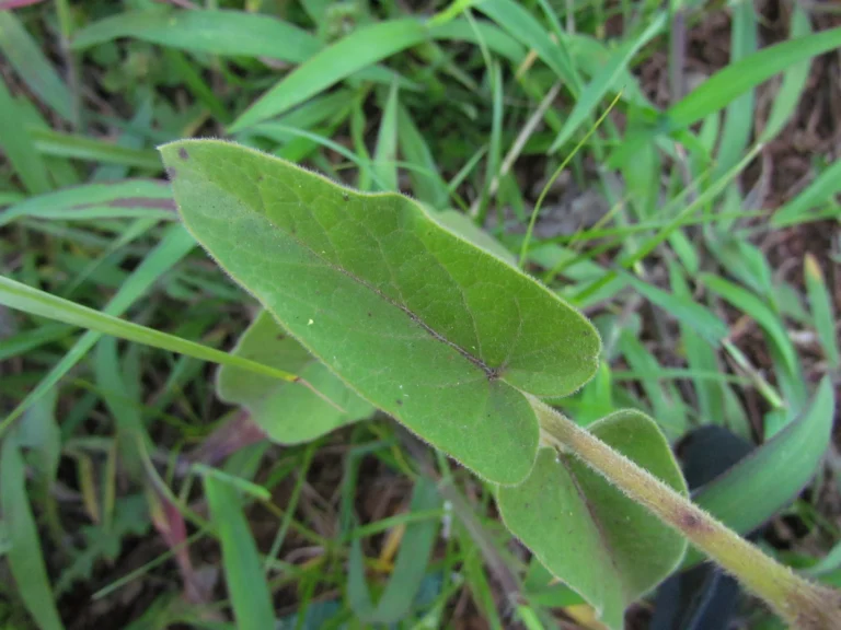 Oxypetalum solanoides (14)