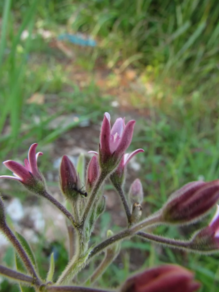 Oxypetalum solanoides (12)