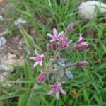 Oxypetalum solanoides (13)