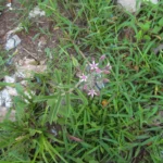 Oxypetalum solanoides (7)