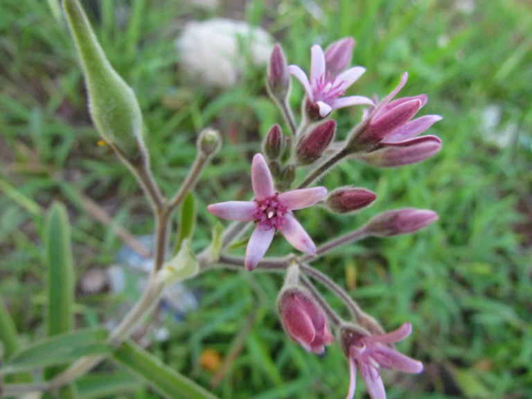 Oxypetalum solanoides (8)