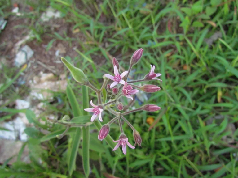 Oxypetalum solanoides (6)