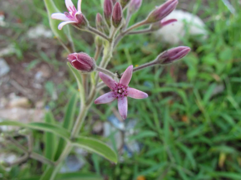 Oxypetalum solanoides (4)