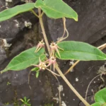 Oxypetalum pannosum (11)