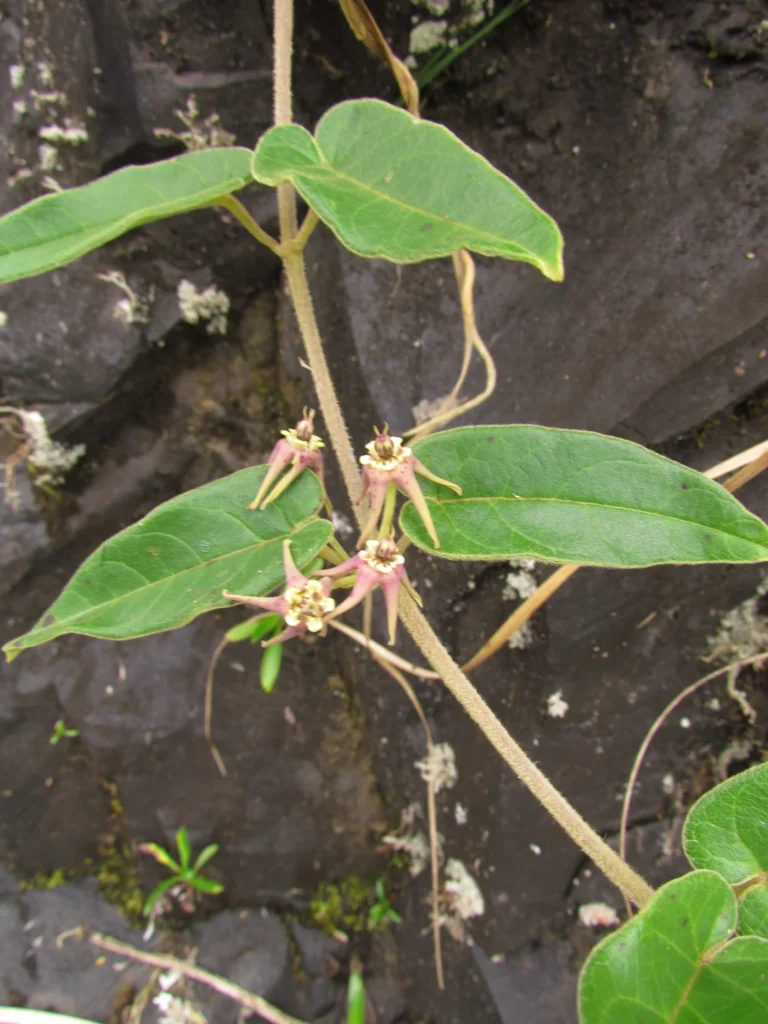 Oxypetalum pannosum (11)