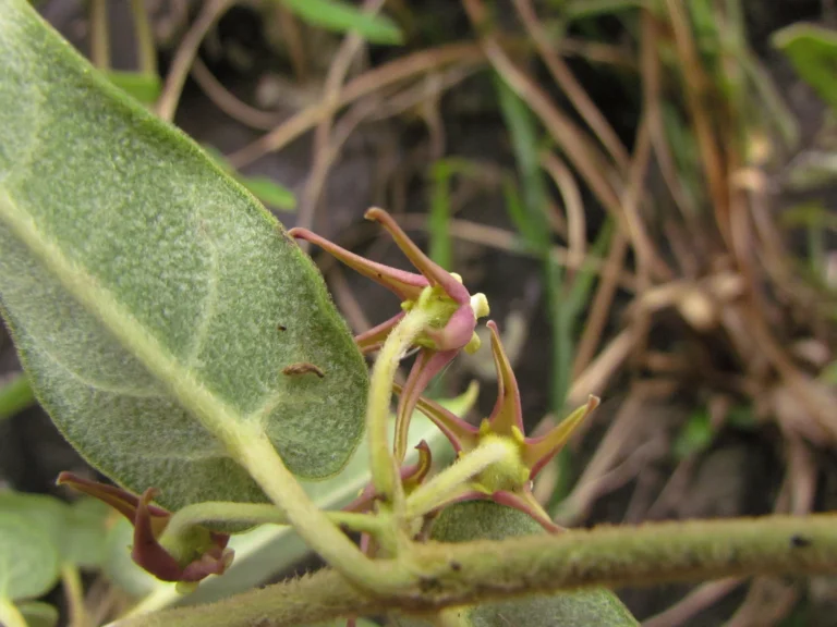 Oxypetalum pannosum (8)