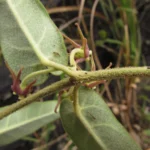Oxypetalum pannosum (9)