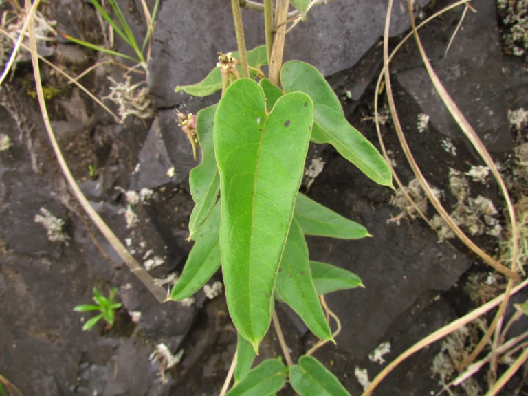 Oxypetalum pannosum (6)