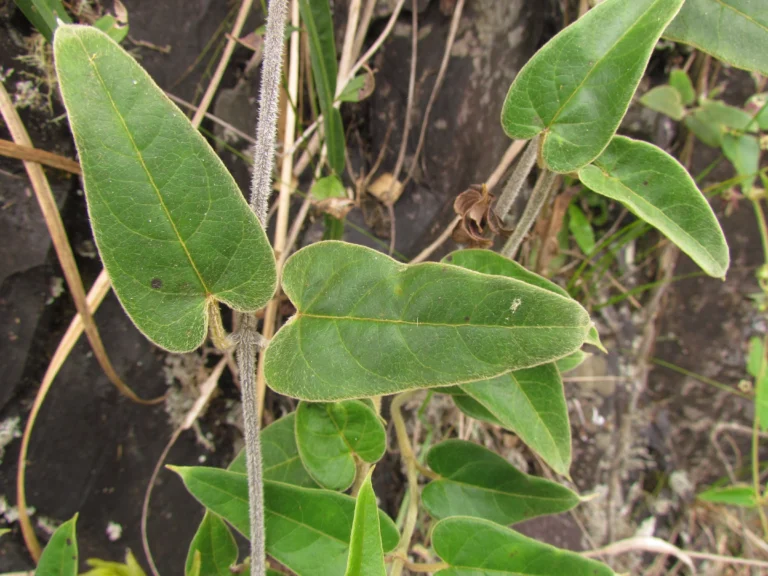 Oxypetalum pannosum (5)