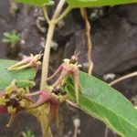 Oxypetalum pannosum (3)