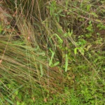 Oxypetalum pachyglossum (11)