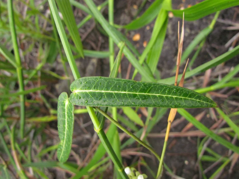 Oxypetalum pachyglossum (7)
