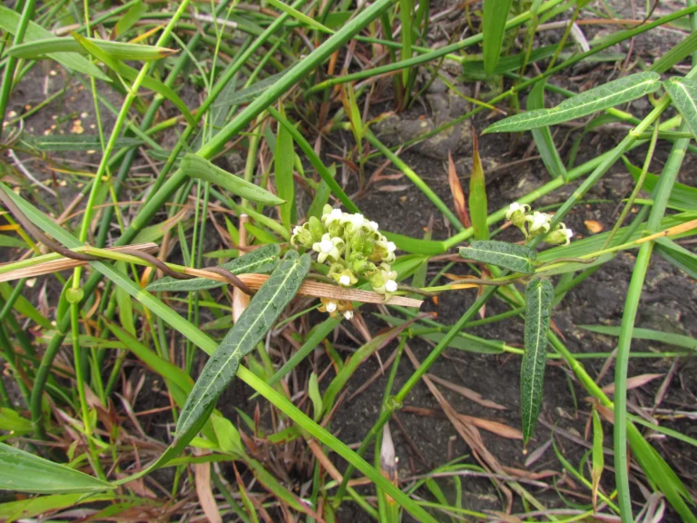 Oxypetalum pachyglossum (3)