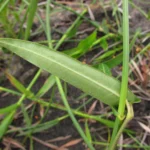 Oxypetalum pachyglossum (1)
