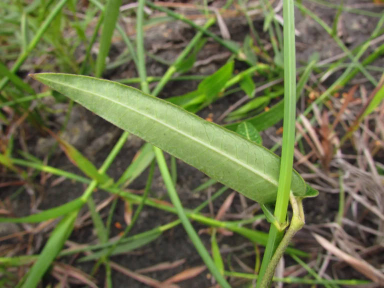 Oxypetalum pachyglossum (1)
