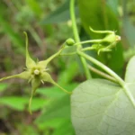 Oxypetalum megapotamicum (18)