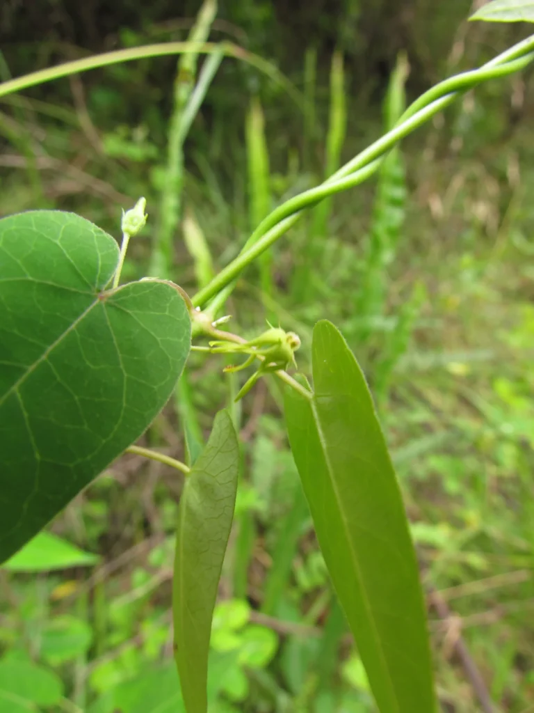 Oxypetalum megapotamicum (8)