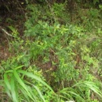 Oxypetalum megapotamicum (1)