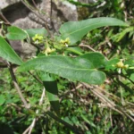 Oxypetalum marianae (6)